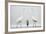 Two Great Egrets (Ardea Alba) Standing Opposite Each Other with Grey Heron (Ardea Cinerea)-Bence Mate-Framed Photographic Print