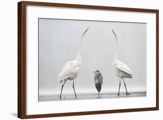 Two Great Egrets (Ardea Alba) Standing Opposite Each Other with Grey Heron (Ardea Cinerea)-Bence Mate-Framed Photographic Print