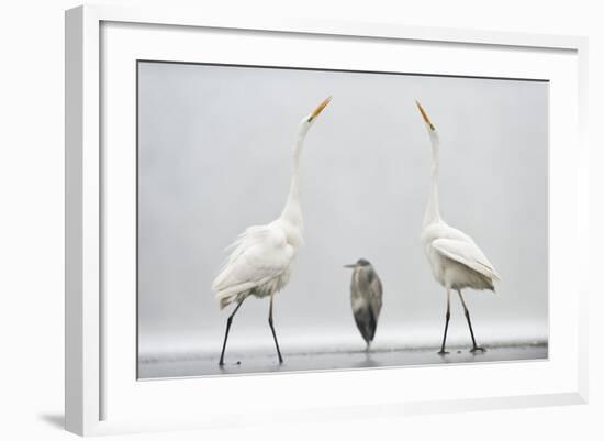 Two Great Egrets (Ardea Alba) Standing Opposite Each Other with Grey Heron (Ardea Cinerea)-Bence Mate-Framed Photographic Print