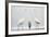 Two Great Egrets (Ardea Alba) Standing Opposite Each Other with Grey Heron (Ardea Cinerea)-Bence Mate-Framed Photographic Print