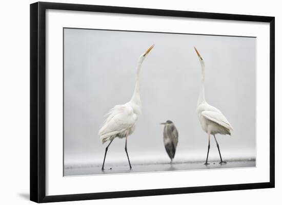 Two Great Egrets (Ardea Alba) Standing Opposite Each Other with Grey Heron (Ardea Cinerea)-Bence Mate-Framed Photographic Print