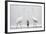 Two Great Egrets (Ardea Alba) Standing Opposite Each Other with Grey Heron (Ardea Cinerea)-Bence Mate-Framed Photographic Print