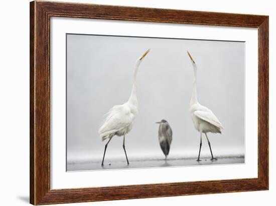 Two Great Egrets (Ardea Alba) Standing Opposite Each Other with Grey Heron (Ardea Cinerea)-Bence Mate-Framed Photographic Print