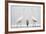 Two Great Egrets (Ardea Alba) Standing Opposite Each Other with Grey Heron (Ardea Cinerea)-Bence Mate-Framed Photographic Print