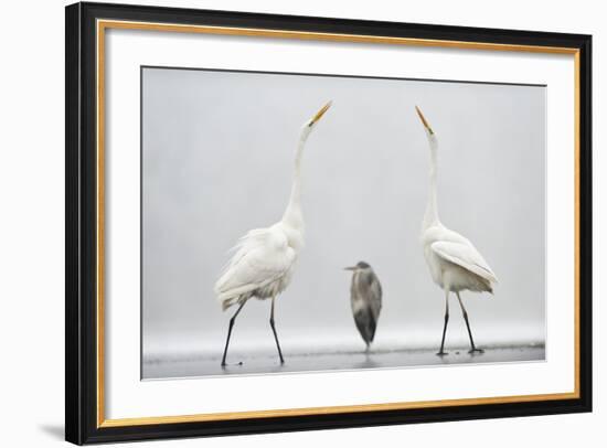 Two Great Egrets (Ardea Alba) Standing Opposite Each Other with Grey Heron (Ardea Cinerea)-Bence Mate-Framed Photographic Print