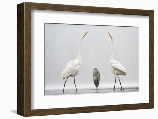 Two Great Egrets (Ardea Alba) Standing Opposite Each Other with Grey Heron (Ardea Cinerea)-Bence Mate-Framed Photographic Print