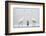 Two Great Egrets (Ardea Alba) Standing Opposite Each Other with Grey Heron (Ardea Cinerea)-Bence Mate-Framed Photographic Print