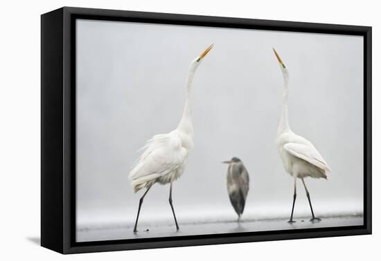 Two Great Egrets (Ardea Alba) Standing Opposite Each Other with Grey Heron (Ardea Cinerea)-Bence Mate-Framed Premier Image Canvas