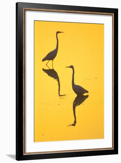 Two Great Egrets (Ardea Alba) Wading, Silhouetted At Dawn, Keoladeo National Park-Juan Carlos Munoz-Framed Photographic Print