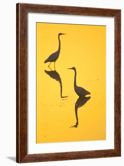 Two Great Egrets (Ardea Alba) Wading, Silhouetted At Dawn, Keoladeo National Park-Juan Carlos Munoz-Framed Photographic Print