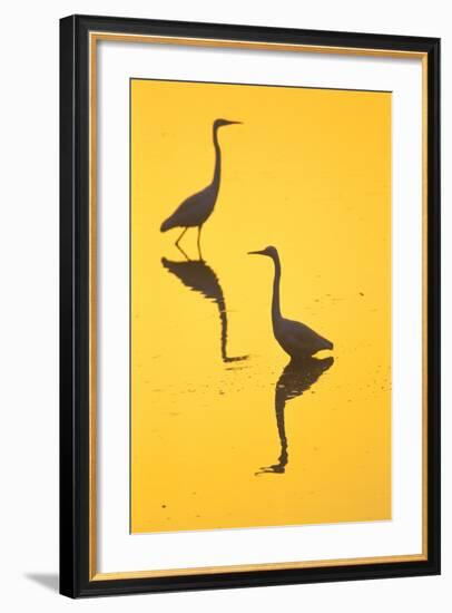 Two Great Egrets (Ardea Alba) Wading, Silhouetted At Dawn, Keoladeo National Park-Juan Carlos Munoz-Framed Photographic Print