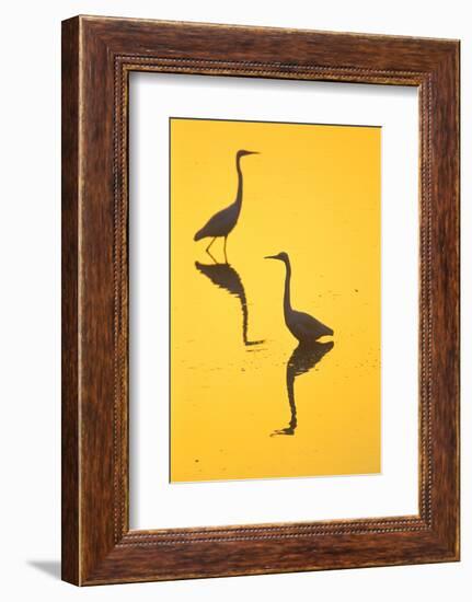 Two Great Egrets (Ardea Alba) Wading, Silhouetted At Dawn, Keoladeo National Park-Juan Carlos Munoz-Framed Photographic Print