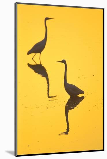 Two Great Egrets (Ardea Alba) Wading, Silhouetted At Dawn, Keoladeo National Park-Juan Carlos Munoz-Mounted Photographic Print