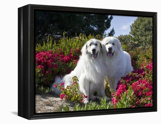 Two Great Pyrenees Together Among Red Flowers, California, USA-Zandria Muench Beraldo-Framed Premier Image Canvas