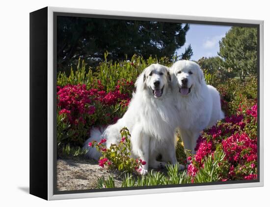 Two Great Pyrenees Together Among Red Flowers, California, USA-Zandria Muench Beraldo-Framed Premier Image Canvas