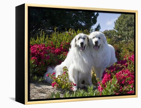 Two Great Pyrenees Together Among Red Flowers, California, USA-Zandria Muench Beraldo-Framed Premier Image Canvas