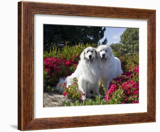 Two Great Pyrenees Together Among Red Flowers, California, USA-Zandria Muench Beraldo-Framed Photographic Print