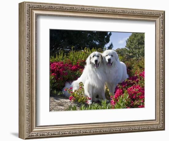 Two Great Pyrenees Together Among Red Flowers, California, USA-Zandria Muench Beraldo-Framed Photographic Print