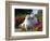 Two Great Pyrenees Together Among Red Flowers, California, USA-Zandria Muench Beraldo-Framed Photographic Print