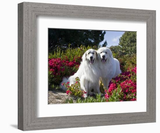 Two Great Pyrenees Together Among Red Flowers, California, USA-Zandria Muench Beraldo-Framed Photographic Print