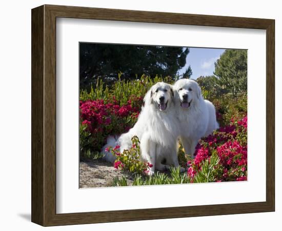 Two Great Pyrenees Together Among Red Flowers, California, USA-Zandria Muench Beraldo-Framed Photographic Print