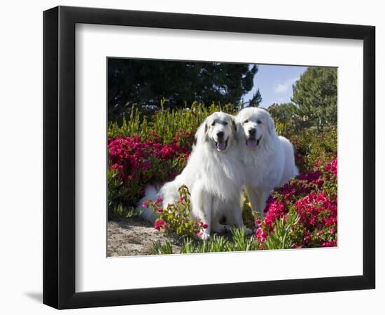 Two Great Pyrenees Together Among Red Flowers, California, USA-Zandria Muench Beraldo-Framed Photographic Print