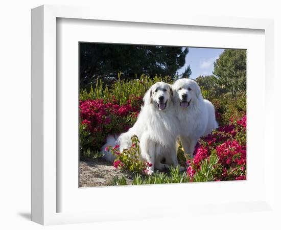 Two Great Pyrenees Together Among Red Flowers, California, USA-Zandria Muench Beraldo-Framed Photographic Print