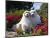 Two Great Pyrenees Together Among Red Flowers, California, USA-Zandria Muench Beraldo-Mounted Photographic Print