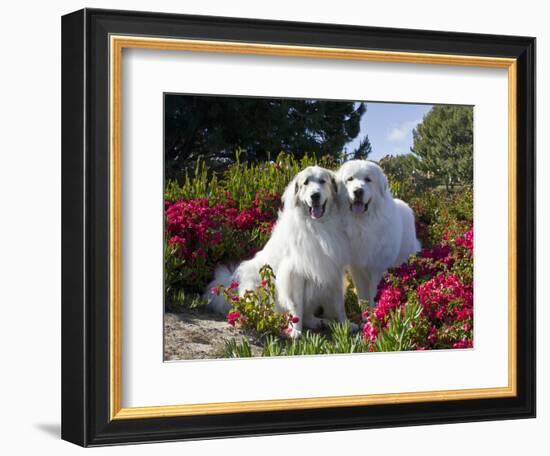 Two Great Pyrenees Together Among Red Flowers, California, USA-Zandria Muench Beraldo-Framed Photographic Print