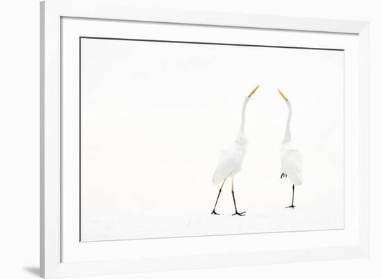 Two Great white egret in winter, Hungary-Bence Mate-Framed Photographic Print
