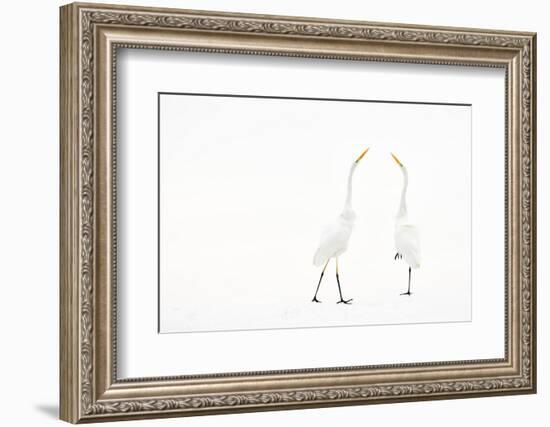 Two Great white egret in winter, Hungary-Bence Mate-Framed Photographic Print