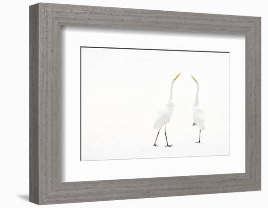 Two Great white egret in winter, Hungary-Bence Mate-Framed Photographic Print