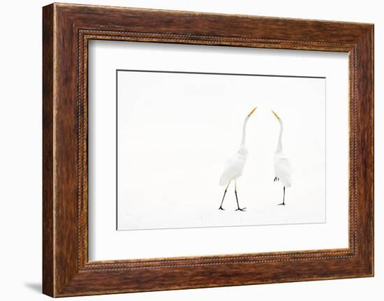 Two Great white egret in winter, Hungary-Bence Mate-Framed Photographic Print