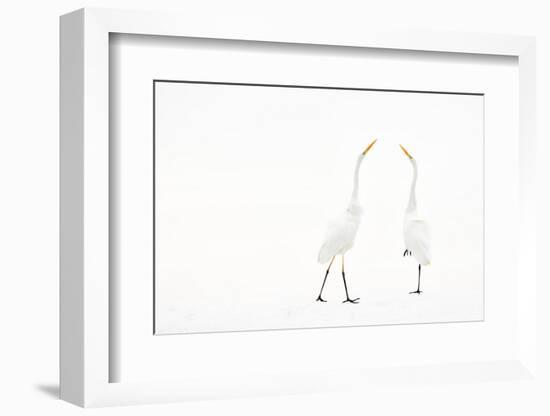 Two Great white egret in winter, Hungary-Bence Mate-Framed Photographic Print