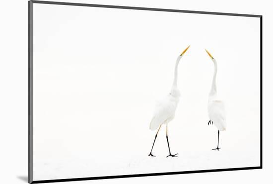 Two Great white egret in winter, Hungary-Bence Mate-Mounted Photographic Print