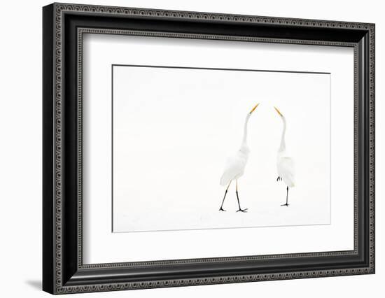 Two Great white egret in winter, Hungary-Bence Mate-Framed Photographic Print