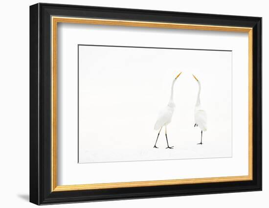 Two Great white egret in winter, Hungary-Bence Mate-Framed Photographic Print