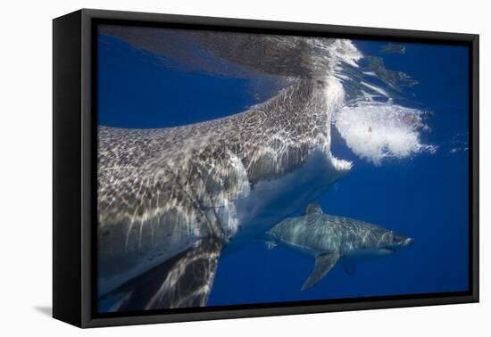 Two great white sharks Guadalupe Island, Mexico-David Fleetham-Framed Premier Image Canvas