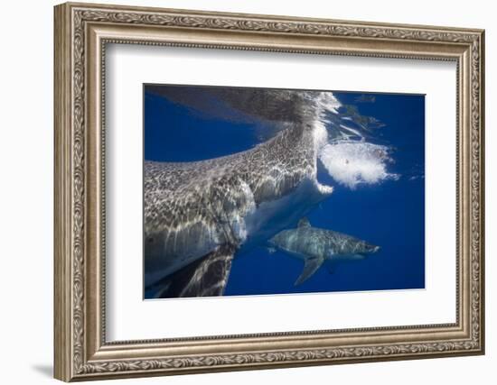 Two great white sharks Guadalupe Island, Mexico-David Fleetham-Framed Photographic Print