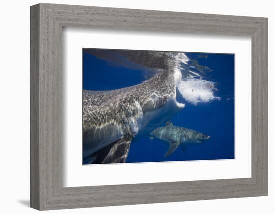 Two great white sharks Guadalupe Island, Mexico-David Fleetham-Framed Photographic Print