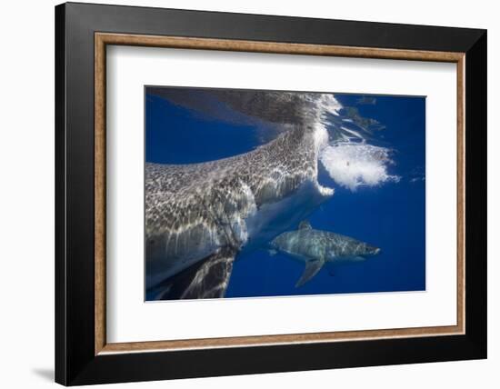 Two great white sharks Guadalupe Island, Mexico-David Fleetham-Framed Photographic Print