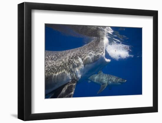 Two great white sharks Guadalupe Island, Mexico-David Fleetham-Framed Photographic Print