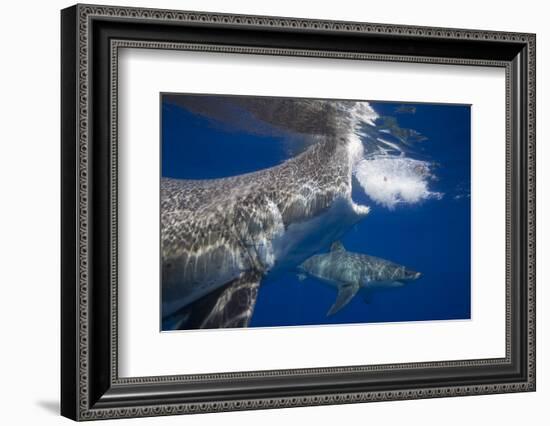 Two great white sharks Guadalupe Island, Mexico-David Fleetham-Framed Photographic Print