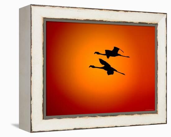 Two Greater Flamingos Flying Across Sunset Sky, Namibia-Tony Heald-Framed Premier Image Canvas