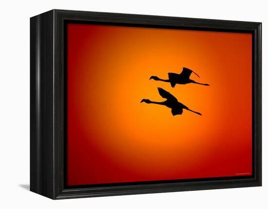 Two Greater Flamingos Flying Across Sunset Sky, Namibia-Tony Heald-Framed Premier Image Canvas