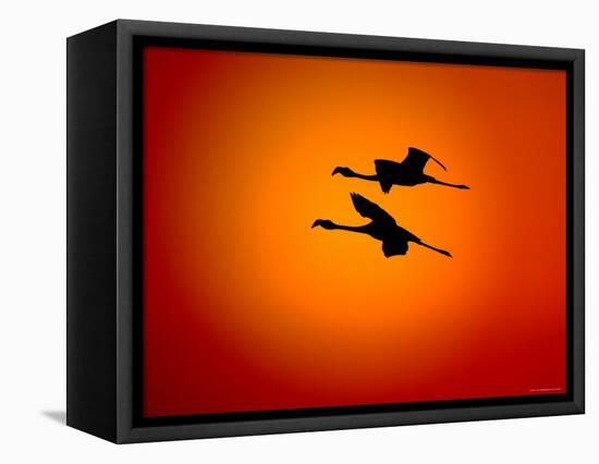 Two Greater Flamingos Flying Across Sunset Sky, Namibia-Tony Heald-Framed Premier Image Canvas