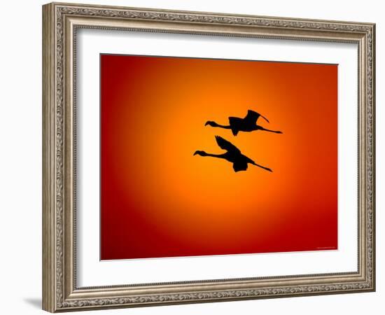 Two Greater Flamingos Flying Across Sunset Sky, Namibia-Tony Heald-Framed Photographic Print