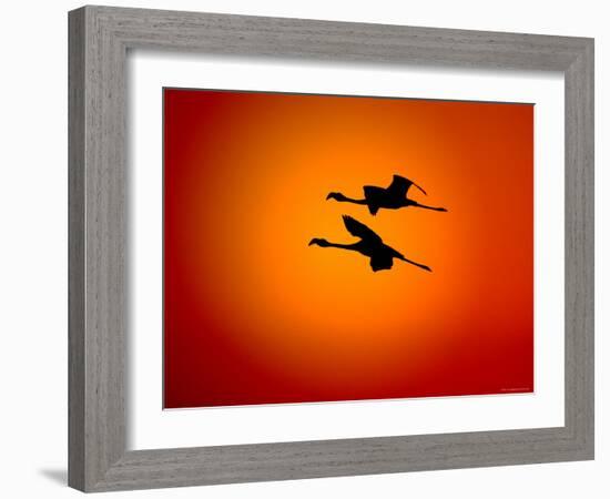 Two Greater Flamingos Flying Across Sunset Sky, Namibia-Tony Heald-Framed Photographic Print