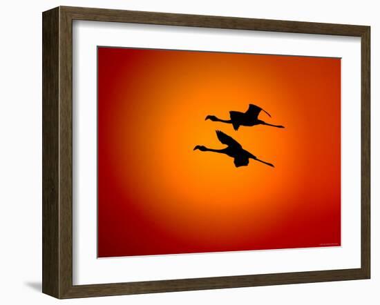 Two Greater Flamingos Flying Across Sunset Sky, Namibia-Tony Heald-Framed Photographic Print