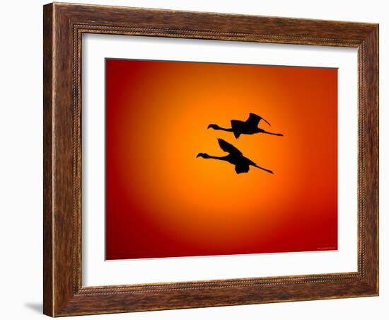 Two Greater Flamingos Flying Across Sunset Sky, Namibia-Tony Heald-Framed Photographic Print